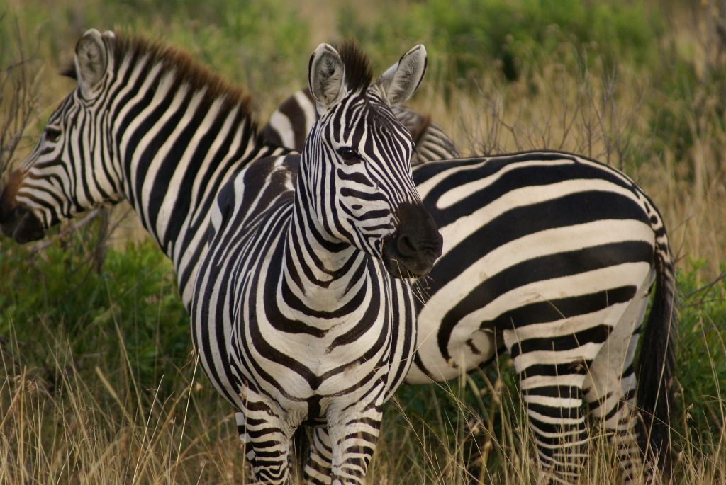 A zebra é um bicho preto com listras brancas ou branco com listras