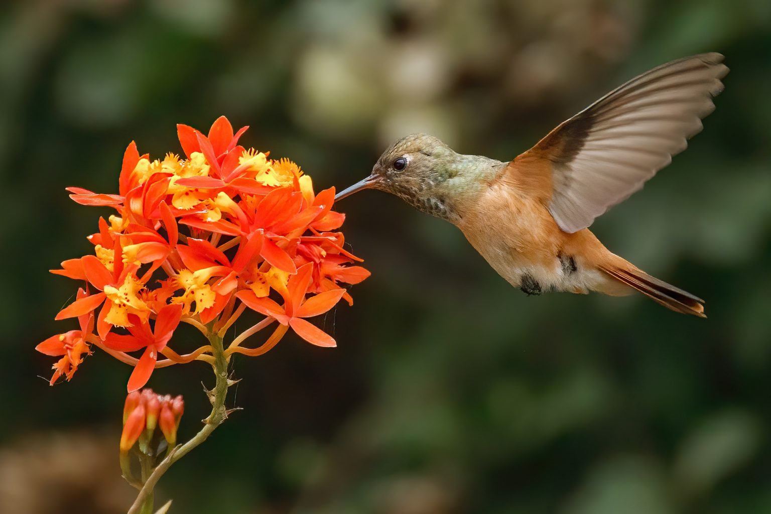 Beija Flor Um Visitante Encantador Em Seu Jardim Meus Bichos