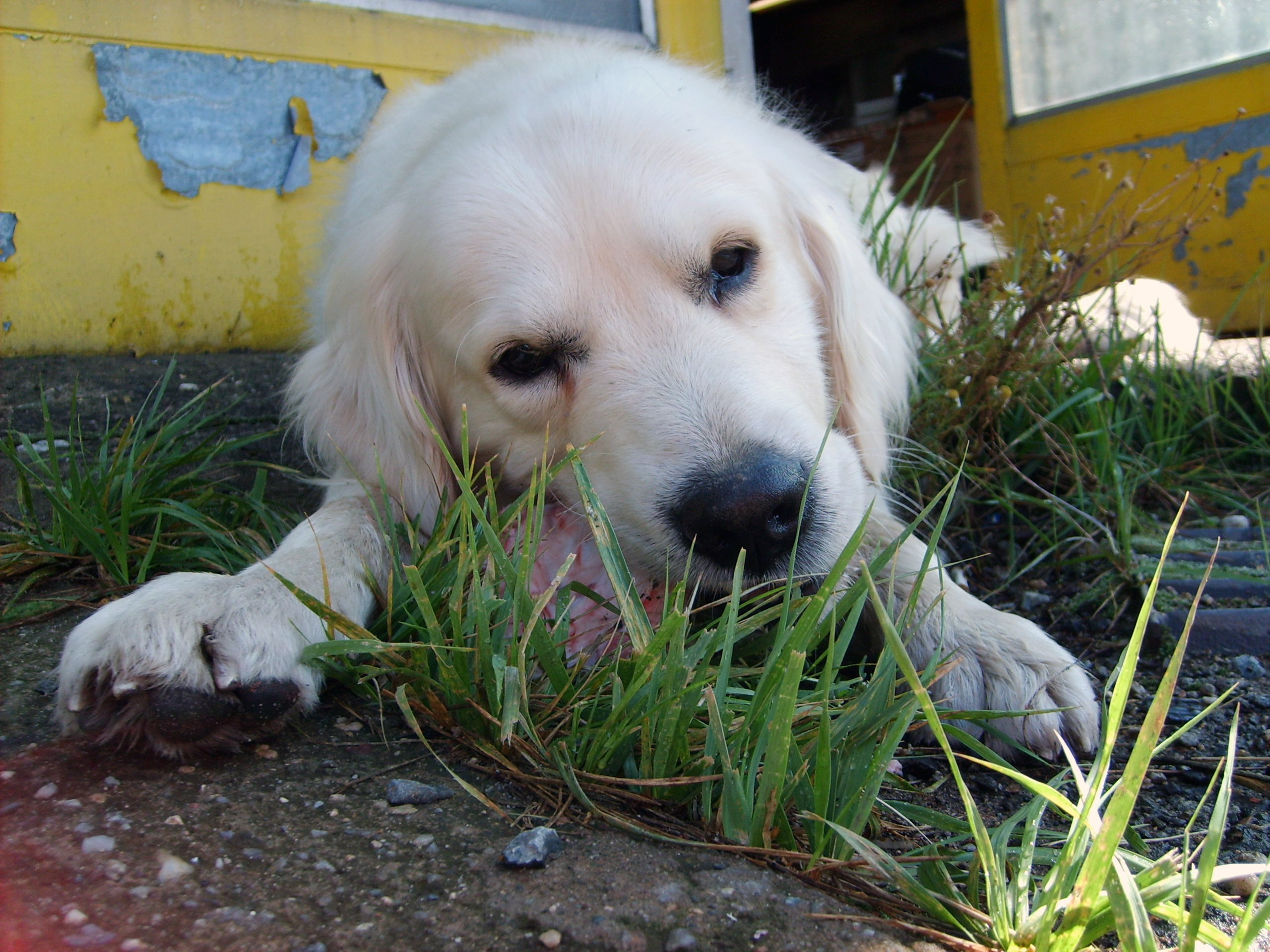 Entenda por que os cães comem grama Meus Bichos