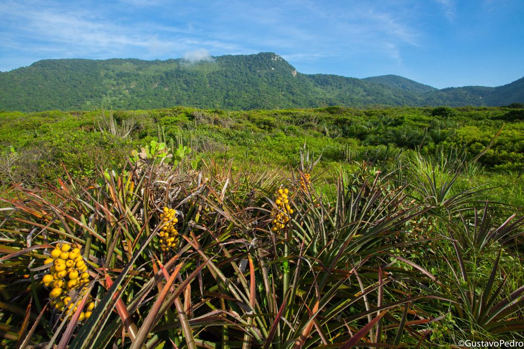 Df Semana Do Cerrado Promove Atividades Para Conscientizar Sobre Bioma