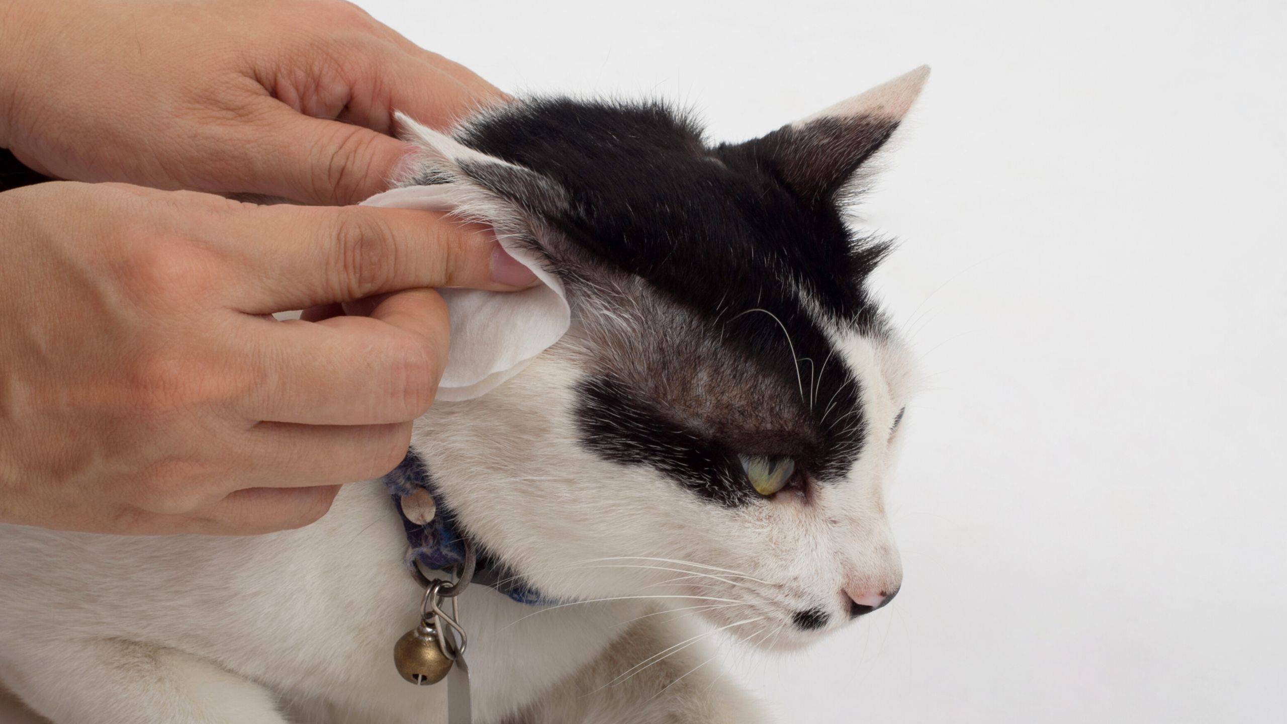Aprenda como limpar orelha de gato em 6 passos