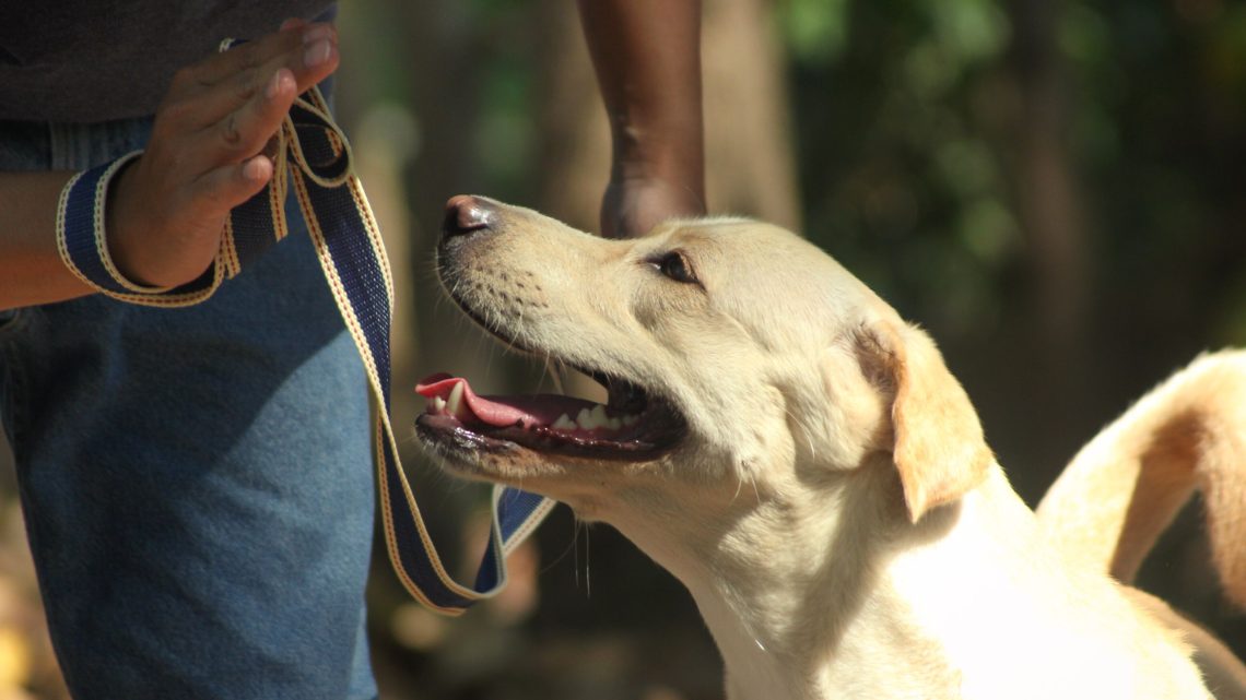 Dicas Para Treinar Seu Cachorro Em Casa Meus Bichos