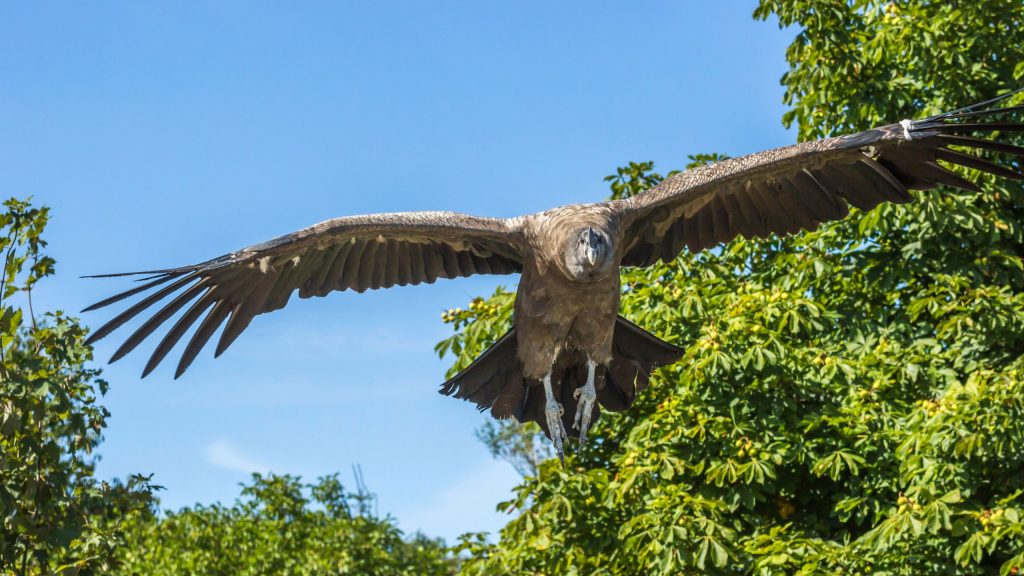 Condor dos Andes maior ave voadora e símbolo das culturas andinas