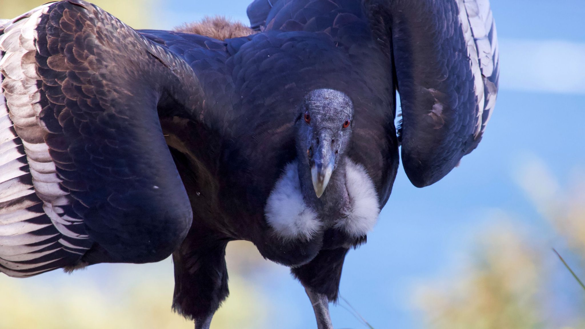 Condor Dos Andes Maior Ave Voadora E S Mbolo Das Culturas Andinas