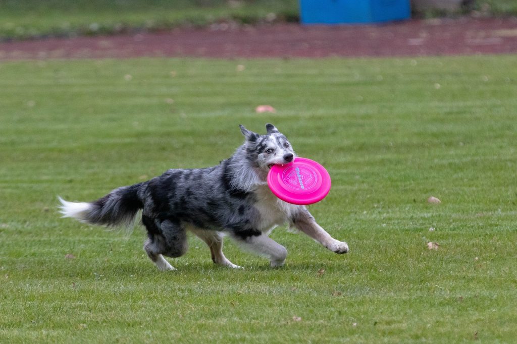 frisbee-Herbert Aust Pixabay