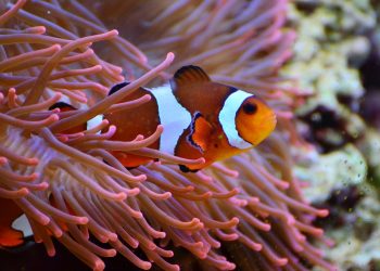 O incrível ciclo de vida do peixe-palhaço: assista ao vídeo