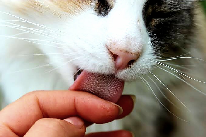 Comportamento Felino Entenda Por Que Os Gatos Lambem Voc Meus Bichos