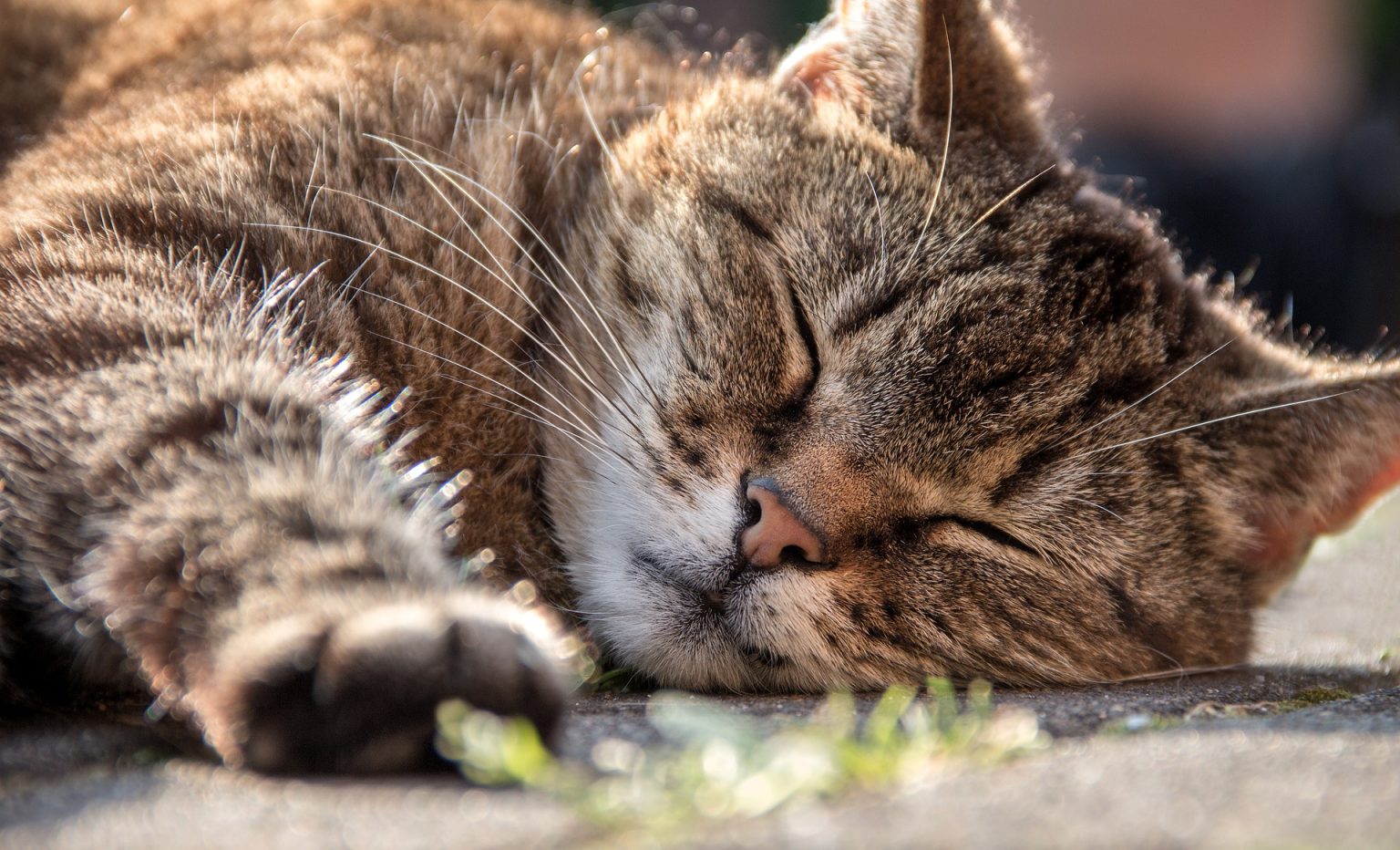 Sono de 15 a 20 horas por dia! Saiba por que os gatos dormem tanto Meus Bichos Sono de 15 a 20 horas por dia! Saiba por que os gatos dormem tanto Meus Bichos