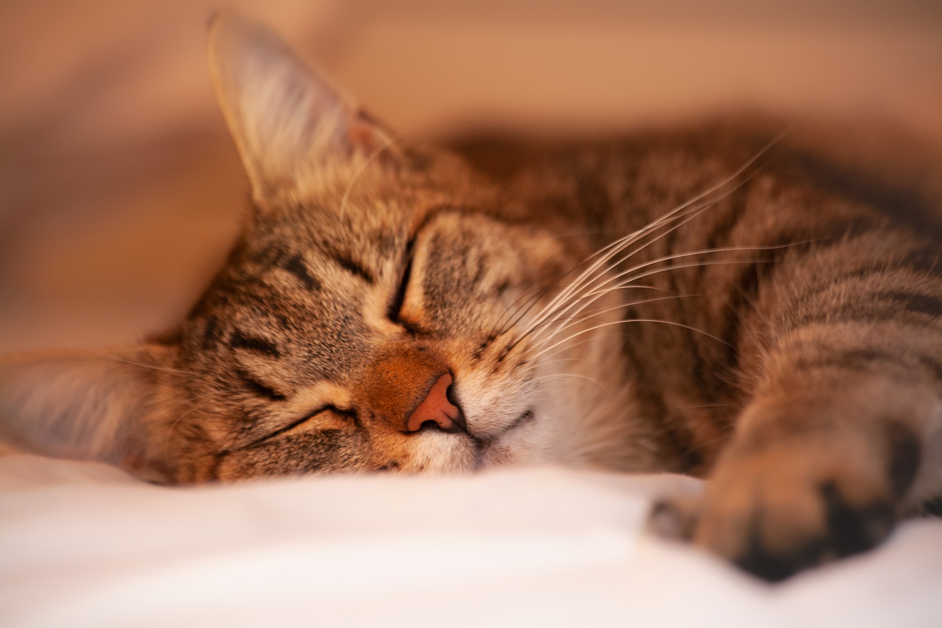 Sono de 15 a 20 horas por dia! Saiba por que os gatos dormem tanto Meus Bichos Sono de 15 a 20 horas por dia! Saiba por que os gatos dormem tanto Meus Bichos