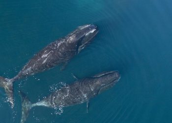 Conheça os animais com vida mais longa na Terra