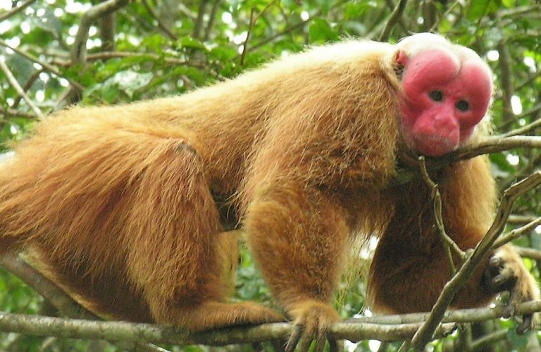 Conheça cinco espécies de macacos encontradas somente na Amazônia Meus Bichos