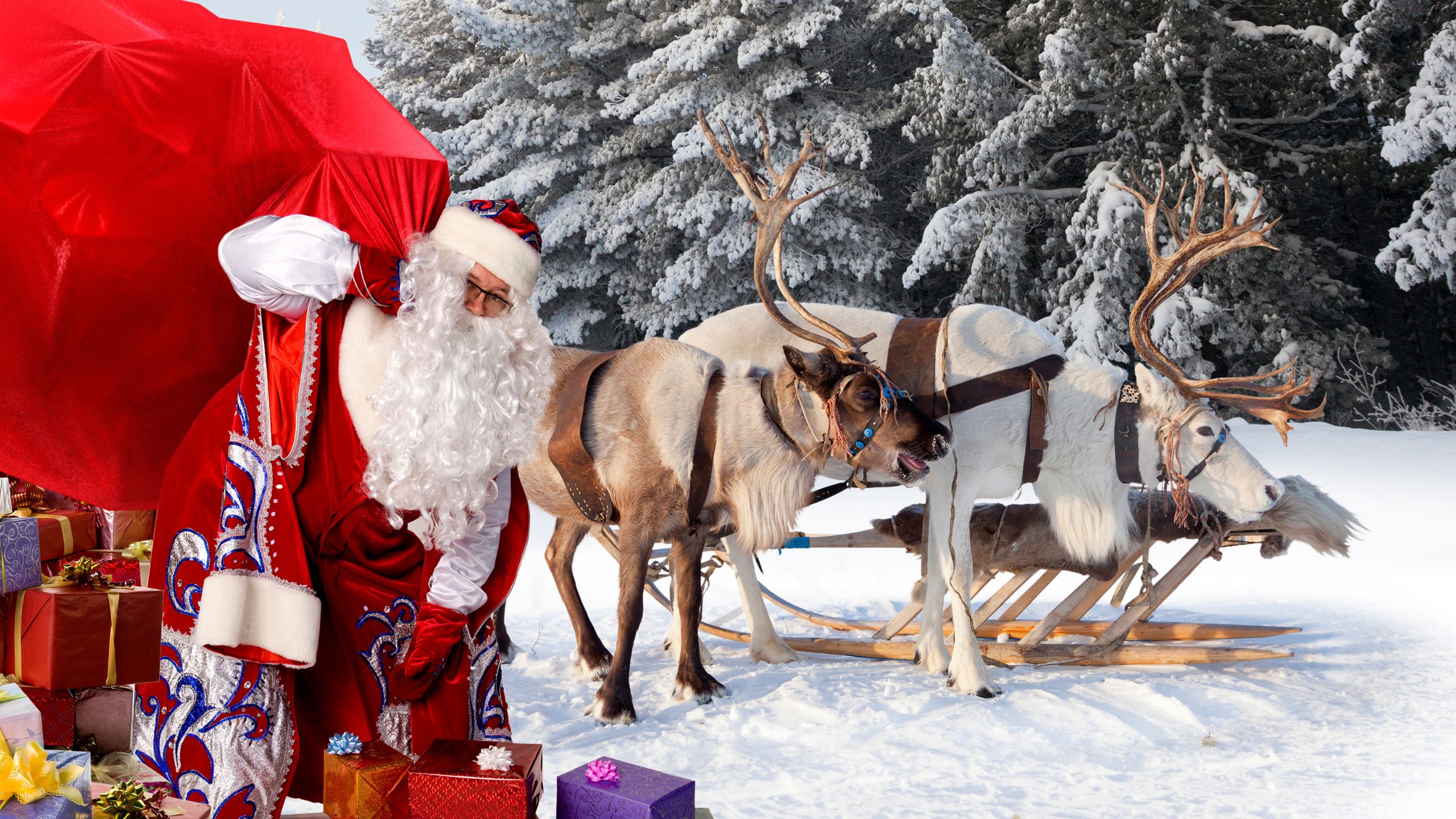 Renas: conheça as mascotes do Papai Noel - Meus Bichos
