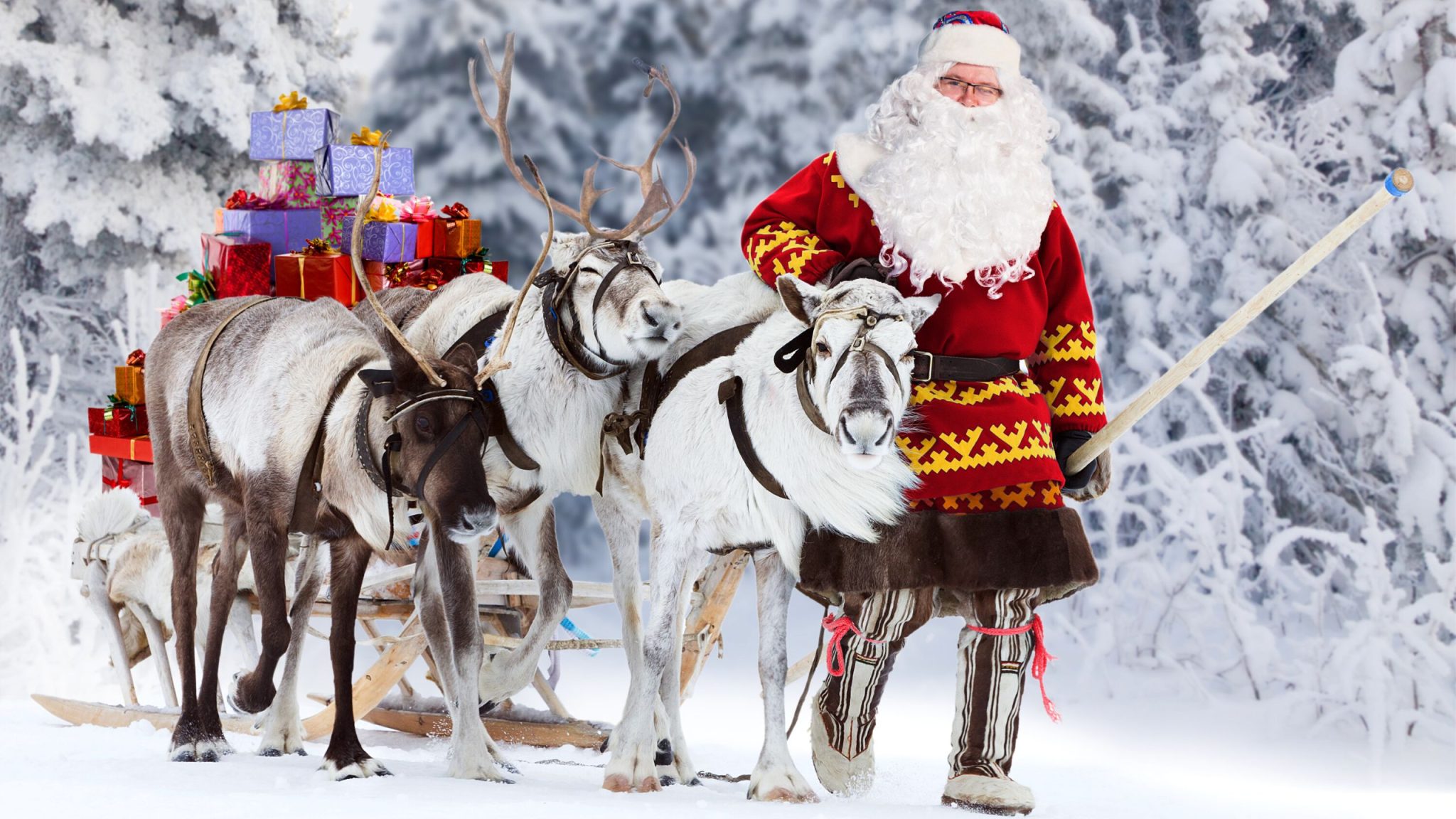 Renas: conheça as mascotes do Papai Noel - Meus Bichos