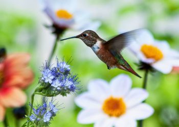 Veja como atrair visitas de pássaros e borboletas para o seu jardim