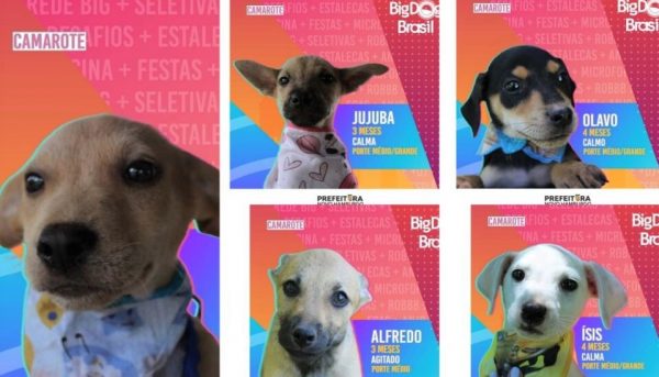 RS Prefeitura De Novo Hamburgo Lan a O Big Dog Brasil Inspirada No 