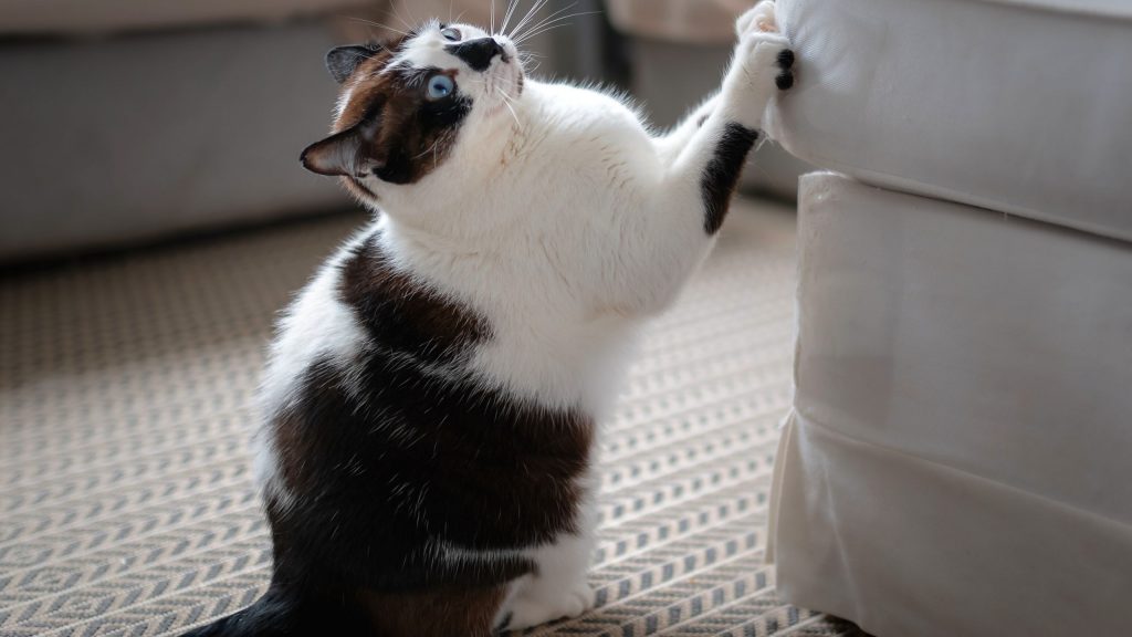 Entenda por que é necessário seu gato ter um arranhador em casa - Meus  Bichos