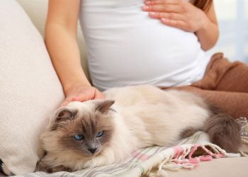 Toxoplasmose: desfazendo mitos sobre gatos e mulheres grávidas