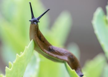 Lesma ou caracol? Saiba as diferenças entre esses moluscos gastrópodes