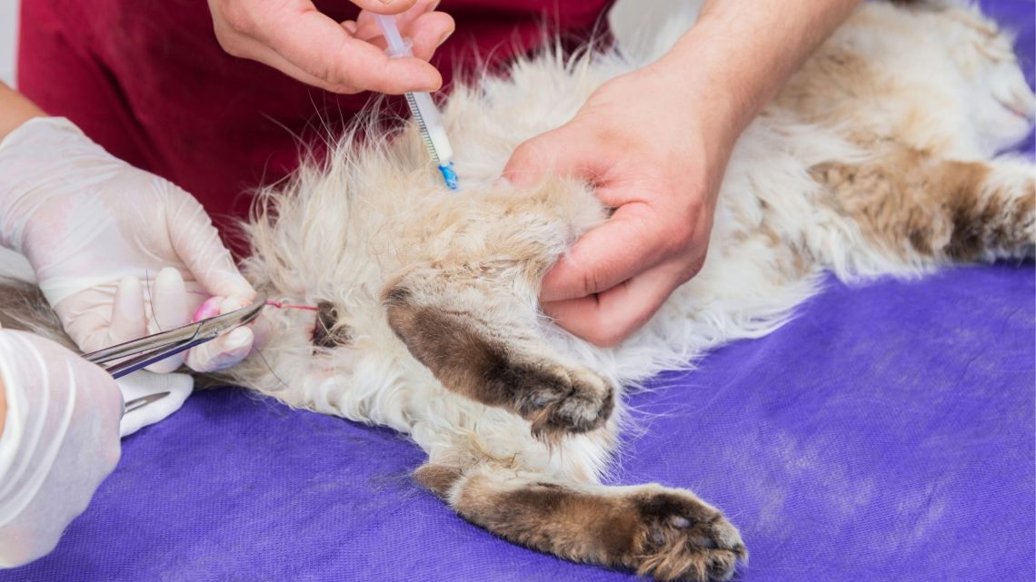 Castração do gato: o que você precisa saber - Meus Bichos