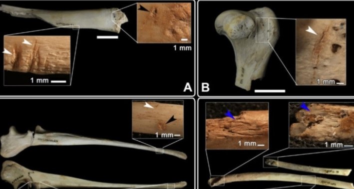 Restos Fósseis Encontrados Por Pesquisadores Indicam Que Os Humanos Comiam Cães Há 7000 Anos 4030