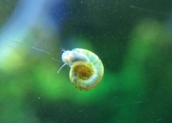 Exemplares das especies de caramujos Physa e caramujo-trombeta em um aquario.