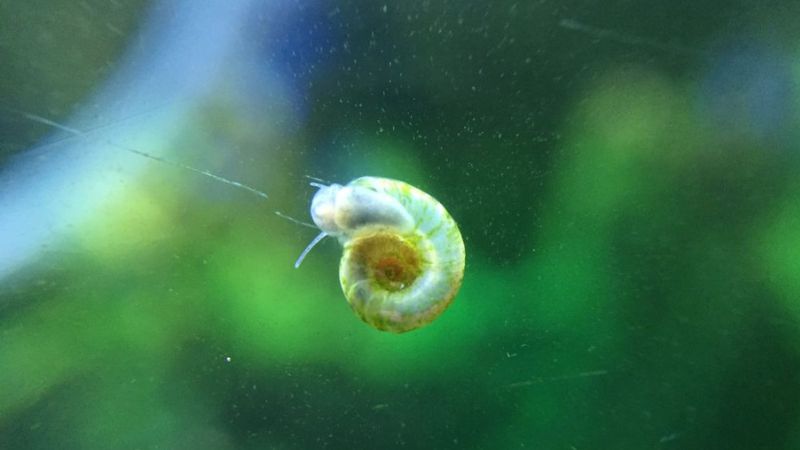 Exemplares das especies de caramujos Physa e caramujo-trombeta em um aquario.