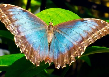 Borboleta capitão-do-mato encanta com belo voo e asas que refletem a luz