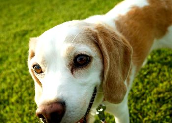 Fred, o beagle: “Levado, eu?”