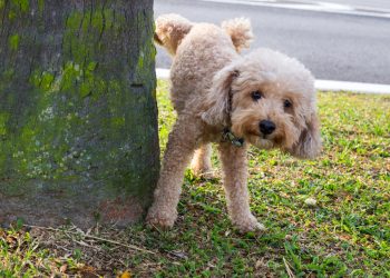 Seu cão fica te olhando enquanto faz xixi durante o passeio? Saiba as razões
