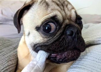 Pug Pitoko é amor sem tamanho!