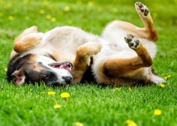 Por que os cachorros rolam e se esfregam no chão? Saiba os motivos