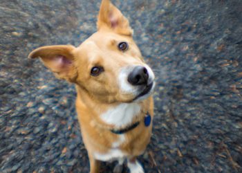 Seu cachorro costuma virar a cabeça quando você fala com ele?