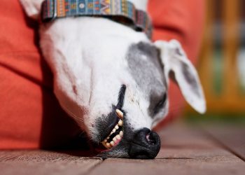 Conheça as raças de cães que mais roncam e as causas mais comuns