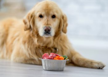 Qual é o tipo de comedouro ideal para o tamanho do meu cão?