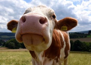 Vacas mastigam 8 horas por dia e têm boa memória. Veja mais curiosidades