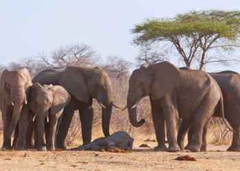 Luto no reino animal: 6 espécies que sentem a perda de um companheiro