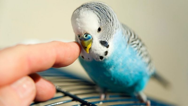 Pessoa fazendo carinho com o dedo na cabeça de um periquito australiano manso.
