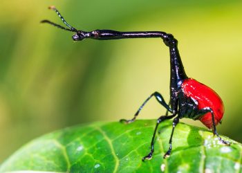Besouro-girafa: ficha técnica e curiosidades sobre esse inseto peculiar