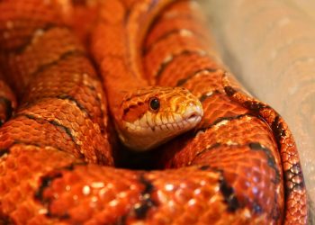 Cobra-do-milho: dócil, espécie norte-americana é popular como pet