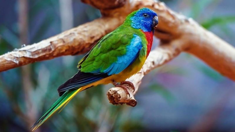 Periquito-esplêndido com plumagem colorida em tons de azul, verde e vermelho.