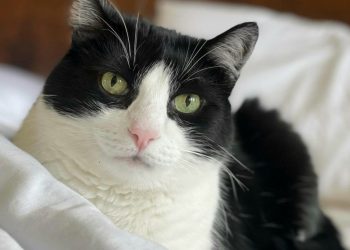 Meu cão tem diabetes. E agora?