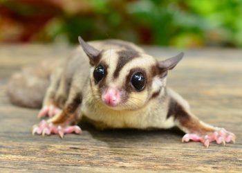 Petauro-do-açúcar: pequeno marsupial nativo da Austrália é hábil planador