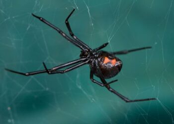 Aranha viúva-negra Latrodectus hesperus com marca vermelha em forma de ampulheta no abdômen