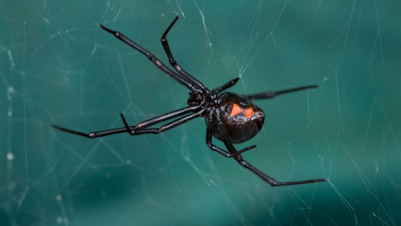 Aranha viúva-negra Latrodectus hesperus com marca vermelha em forma de ampulheta no abdômen