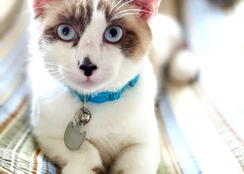 Biscoito: uma gostosura de gatinho
