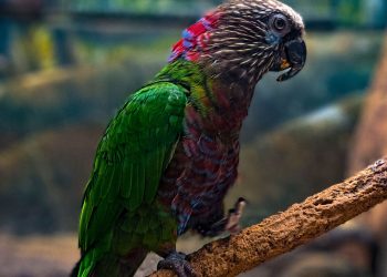 Anacã: esse papagaio diferentão tem crista vermelha e cauda mais longa