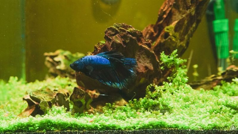 Aquário espaçoso e decorado com plantas naturais e esconderijos para peixe betta.