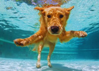 Peludos incríveis: confira 15 fatos surpreendentes sobre os cães