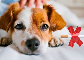 De que maneira a fumaça do cigarro afeta a saúde dos animais?