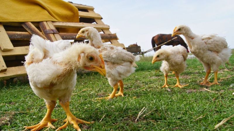 Frangos e frangas em fase de transição de crescimento.